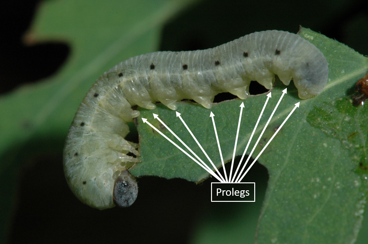 Sawflies UMN Extension